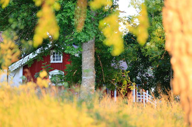 Red house with trees 